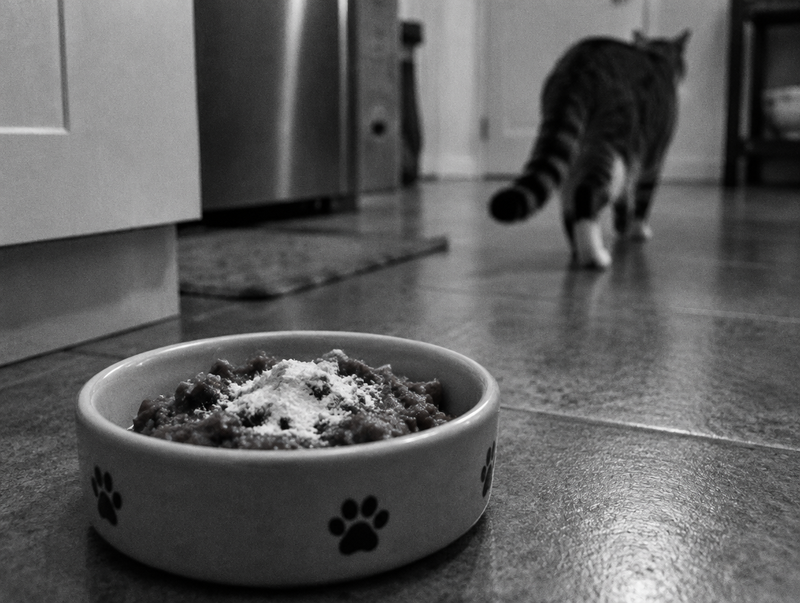 Cat walking away from powdered food